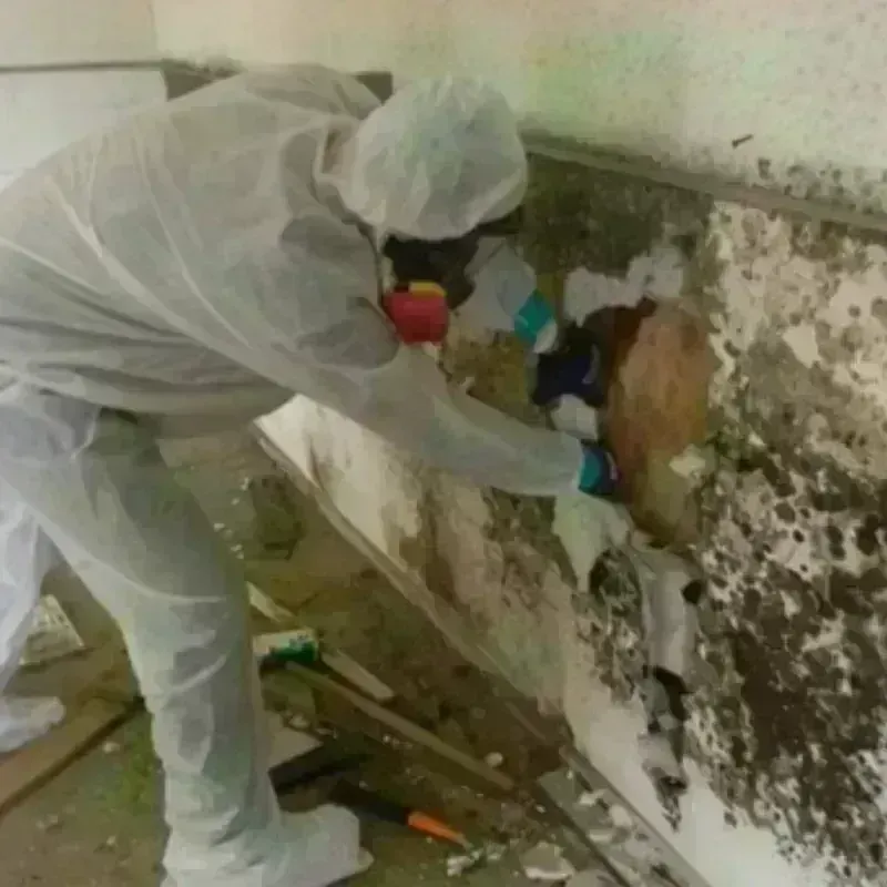 Mold Remediation and Removal in Chevy Chase Heights, PA